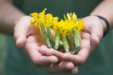 SOWER　食材調達近くの生産者