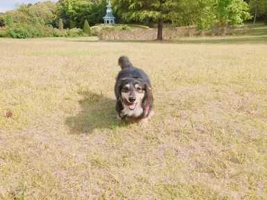 ドッグランあり(入園料のみ)