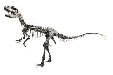 アロサウルスの全身復元骨格（所蔵：福井県立恐竜博物館）