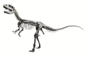アロサウルスの全身復元骨格（所蔵：福井県立恐竜博物館）
