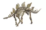 ステゴサウルスの全身復元骨格（所蔵：福井県立恐竜博物館）