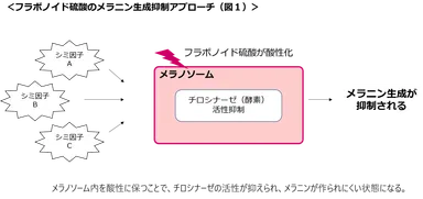フラボノイド硫酸の美白メカニズム