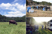 広い牧場を自由に動き回る牛と定期健康調査の様子
