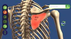 3Dモデル　骨の部位を選択中　骨に部位名を記名は業界初