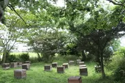 養蜂場風景2