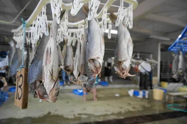 鮒ずし作り体験クルーズ