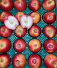 五所川原市発祥の果肉まで赤いリンゴ