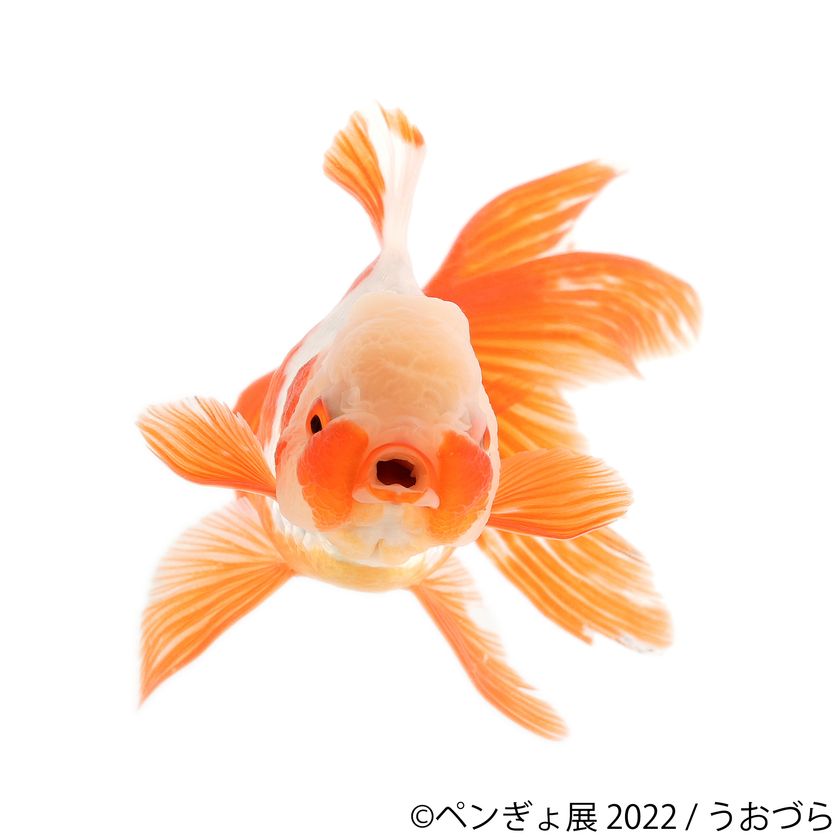 夏を感じる納涼アート ペンギン 金魚の競演 ペンぎょ展 22 パワーアップして6 17 東京で開催 限定 新作グッズも販売 株式会社baconのプレスリリース