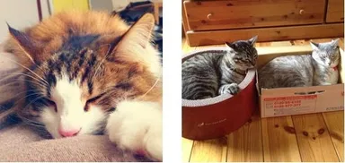 ネコ写真キャプチャ