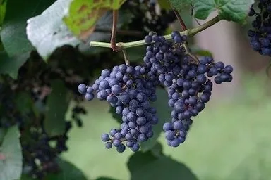 山ぶどうイメージ