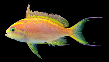 ボロサクラダイ