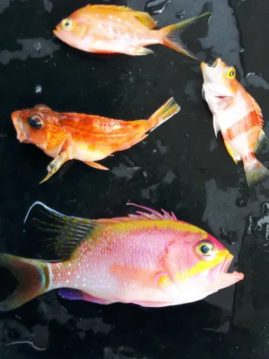 生きて捕獲失敗