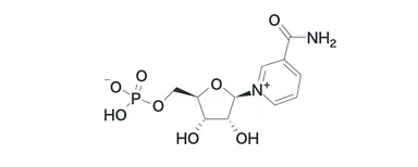 NMN(ニコチンアミドモノヌクレオチド)