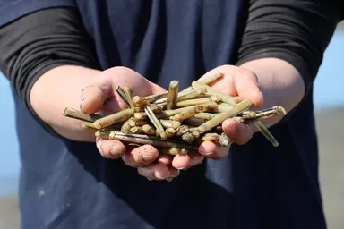 マテ貝イメージ