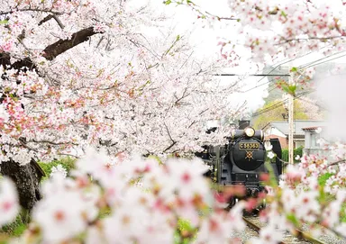 第18回秩父鉄道写真コンテストSL部門　推薦(秩父鉄道社長賞)作品
