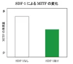 SDF-1によるMITFの変化