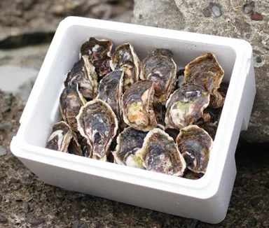 15個入り(寄付金額15,000円)からご用意しております。※サイズの指定はできません。※写真は30個入りとなります。