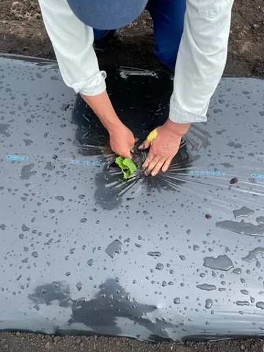 自社畑でのさつまいも苗植え