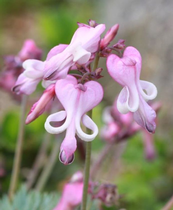 六甲高山植物園 高嶺の花
コマクサとエーデルワイス が見頃です！