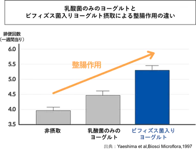 乳酸菌のみヨーグルトとビフィズス菌入りヨーグルトの整腸作用の違い