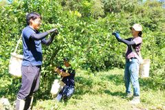 瀬戸内レモン農園