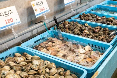 キラキラ海水の流れる水槽には活きたままの貝類がズラリ