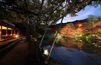 九州最大の紅葉ライトアップ 2