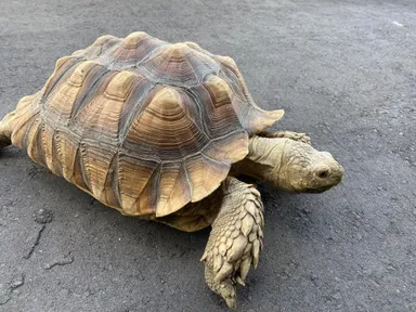 ケヅメリクガメのリーベちゃん♀