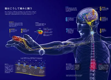 『医療革命』中面