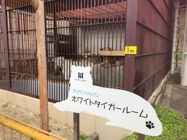 ホワイトタイガー、サンの獣舎