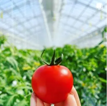 和みトマトあかまる中玉