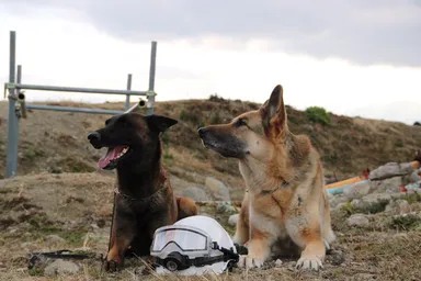捜索救助犬HDS K9