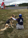 捜索救助犬の訓練(2)