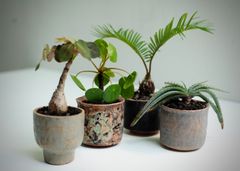 Potted plants