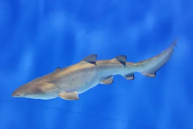 誕生直後の様子