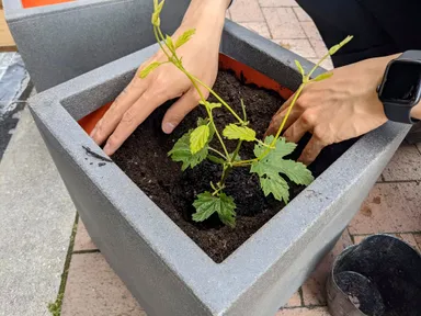 店前ではホップを育てています