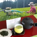 2022年5月収穫の新茶・品種「やぶきた」を贅沢使用