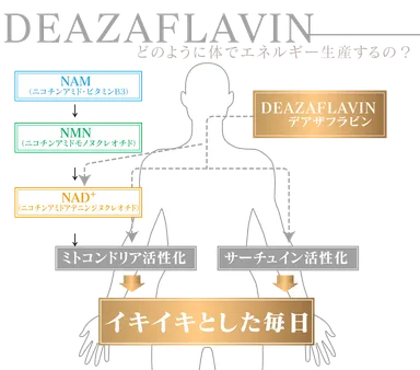 イキイキとした毎日(1)