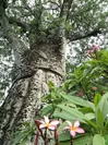 バオバブの木とプルメリア