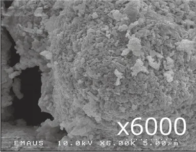 パラオ白泥×6000　※多孔質構造