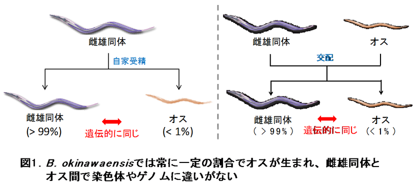 線虫の性はランダムに決まる！？
線虫の性決定には発生ノイズの影響が大きいことが判明