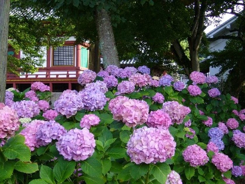 【奈良交通】矢田寺への臨時バス運行について
