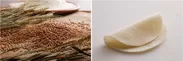 餃子専用小麦を使用／冷凍でもモッチもちの食感の「熟成もち皮」