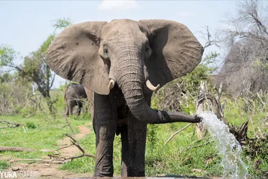 バーチャルサファリイメージ：1