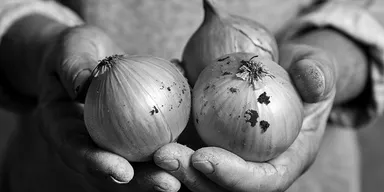 玉ねぎイメージ