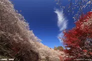 小原地区　川見四季桜の里　3