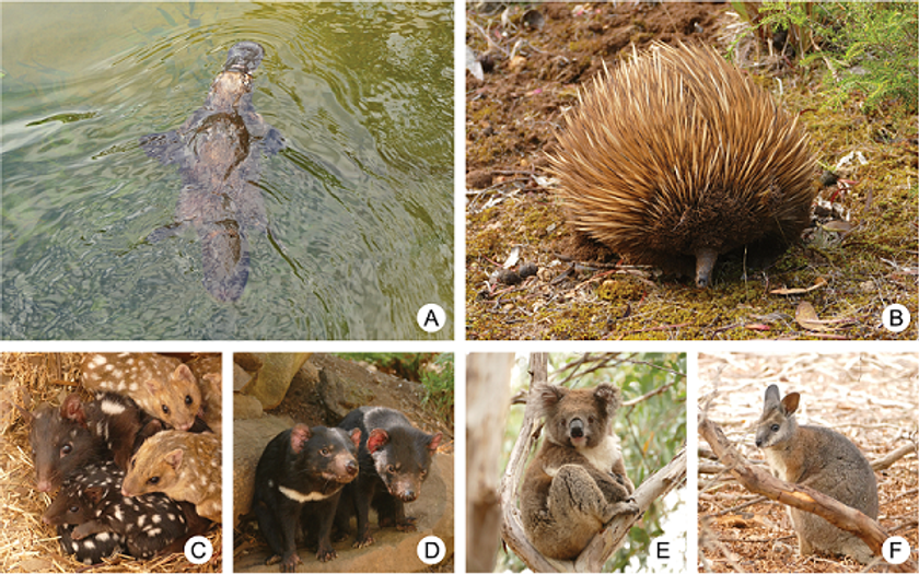卵を産む哺乳類カモノハシとハリモグラの苦味感覚を解明