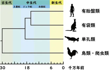 図1.主要な哺乳類の系統関係と分岐年代