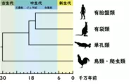 図1.主要な哺乳類の系統関係と分岐年代