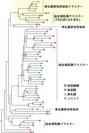 図2.哺乳類の苦味受容体遺伝子の系統関係